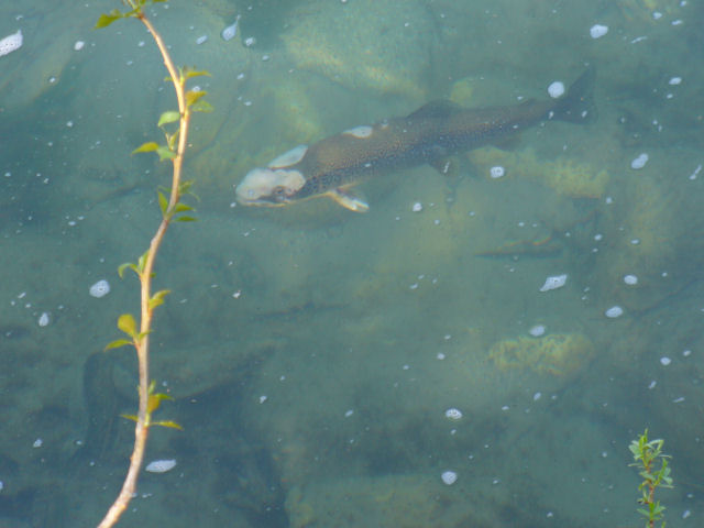 Come spiegare un''infezione in acqua corrente?
